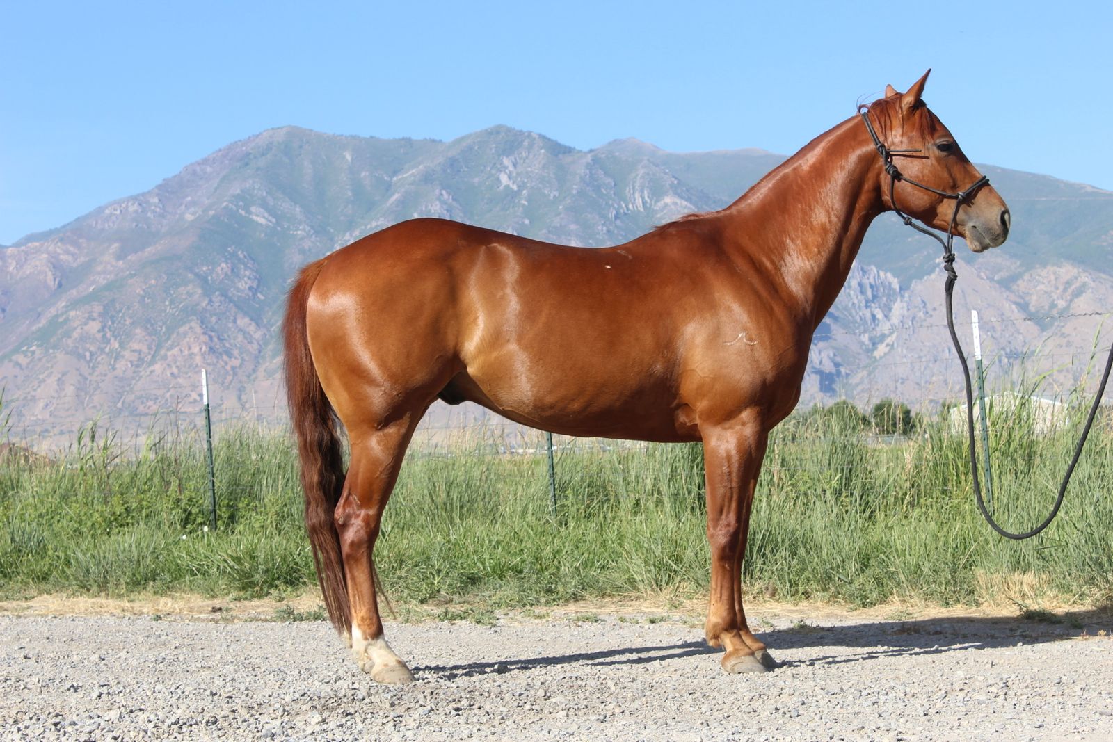Beautiful, sorrel gelding with lots of talent