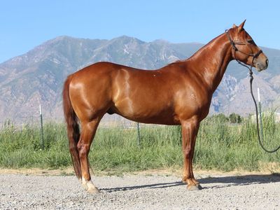 Beautiful, sorrel gelding with lots of talent