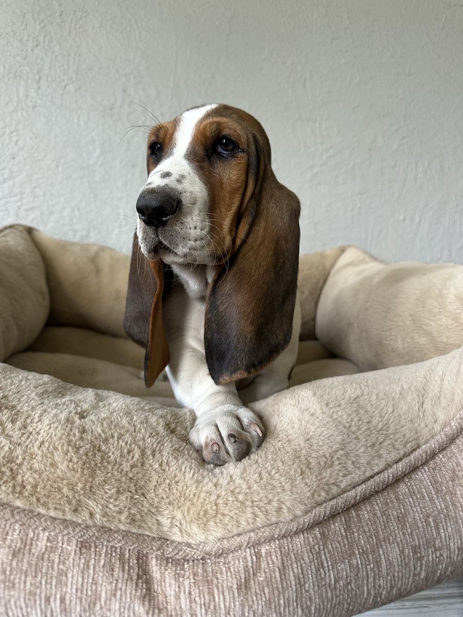 4 More Cutest Basset Hound puppies