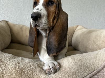 4 More Cutest Basset Hound puppies