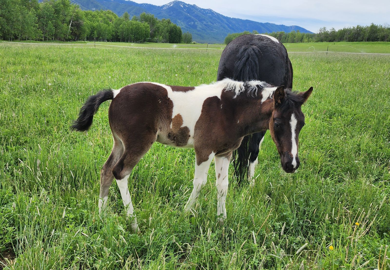 2026 Fox trotter filly