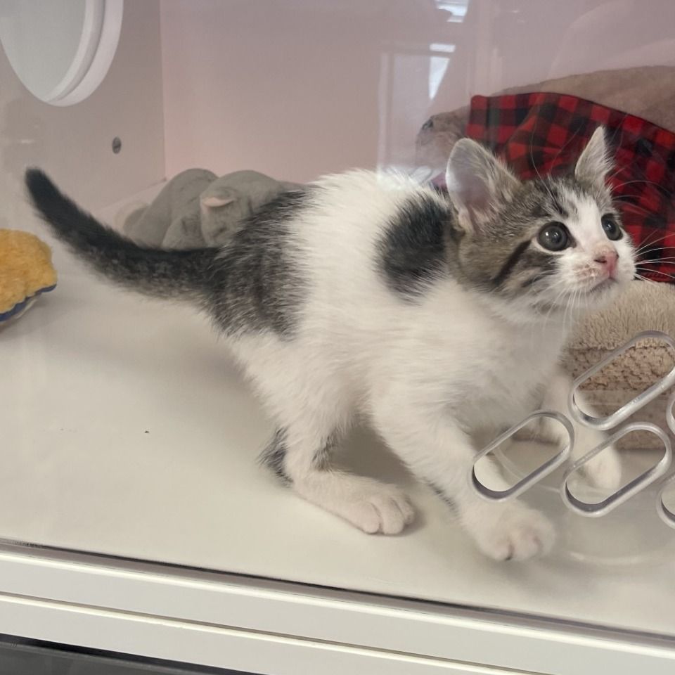 Hello my name is Fig Mewton