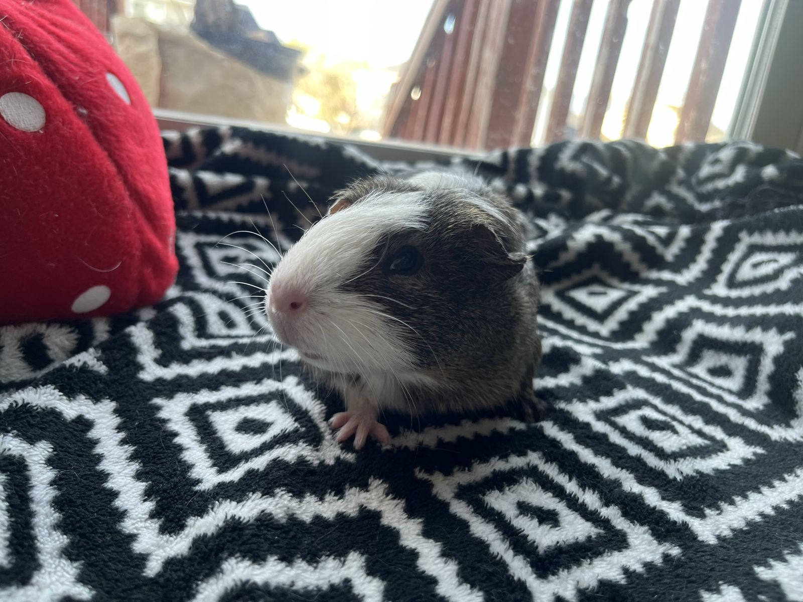 Female Guinea Pig