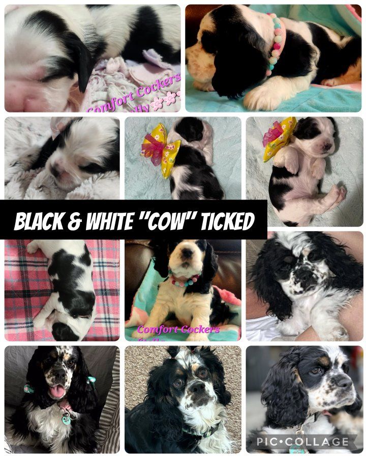 AKC Registered American Cocker Spaniel Puppies