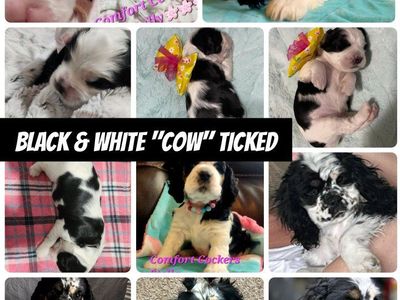 AKC Registered American Cocker Spaniel Puppies