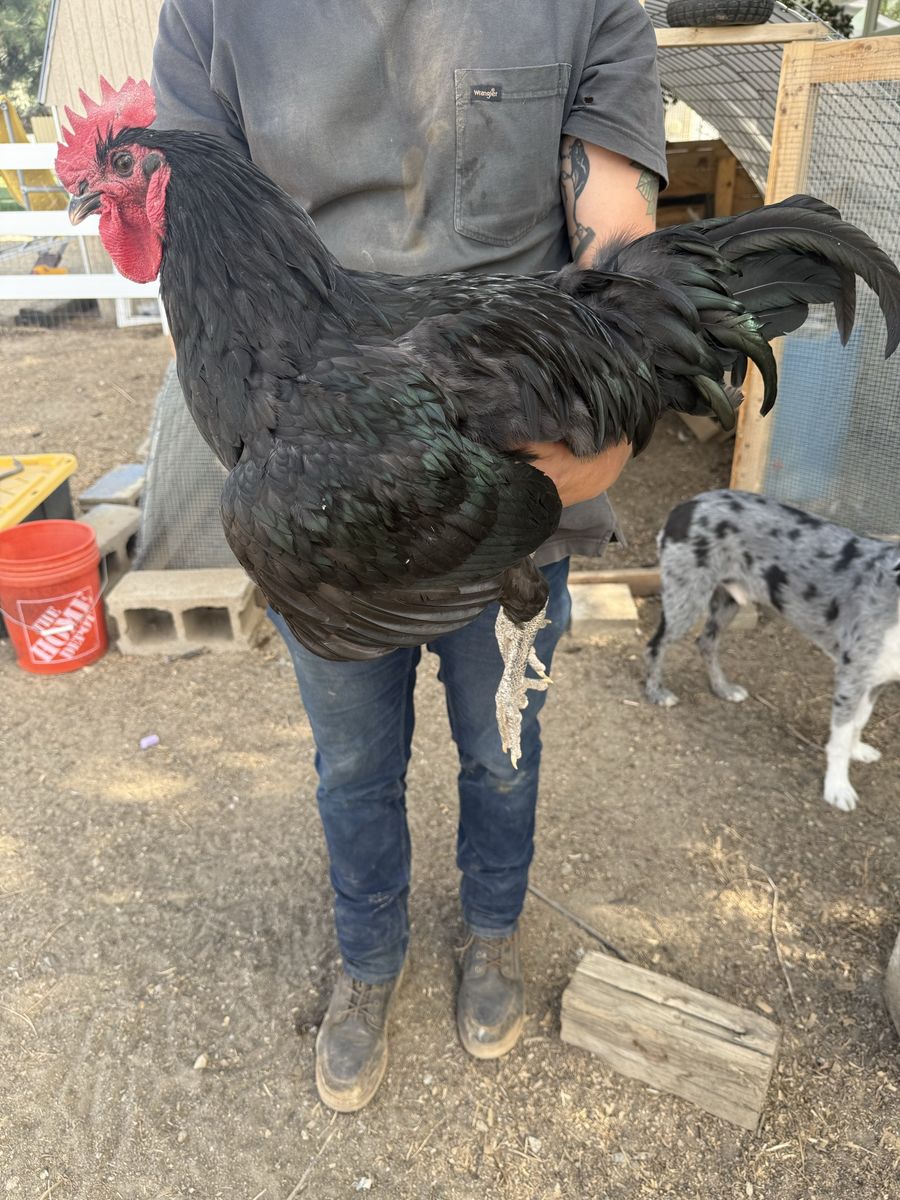 Large Black Australorp Rooster - Healthy & Active Poultry for Breeding/Farm
