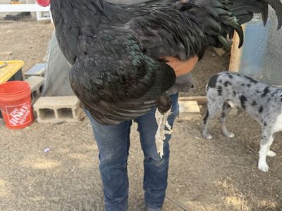 Large Black Australorp Rooster - Healthy & Active Poultry for Breeding/Farm