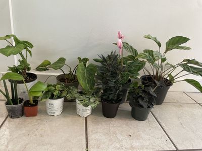 Assorted Houseplants