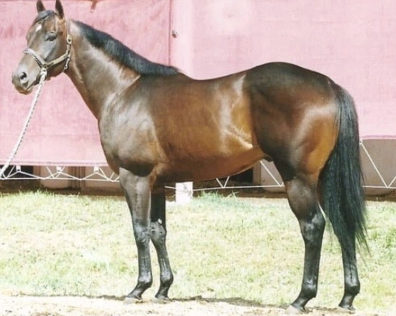 Legendary QH Running Bred Foals
