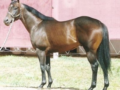 Legendary QH Running Bred Foals