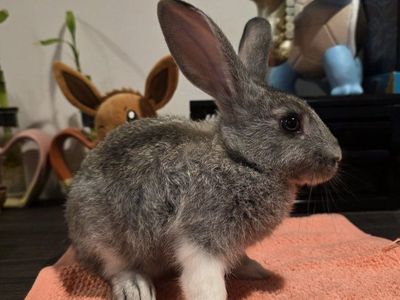 TAMUK/Harlequin Rabbit - Meat, Pet, Broodstock
