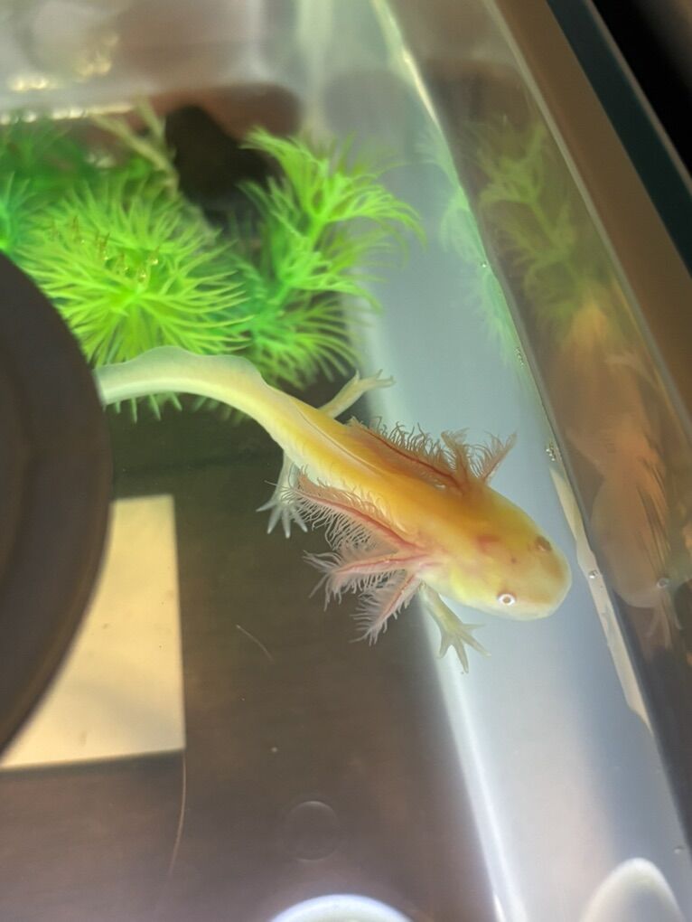 Baby Axolotls Only 2 Left!