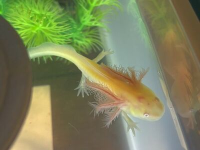 Baby Axolotls Only 2 Left!