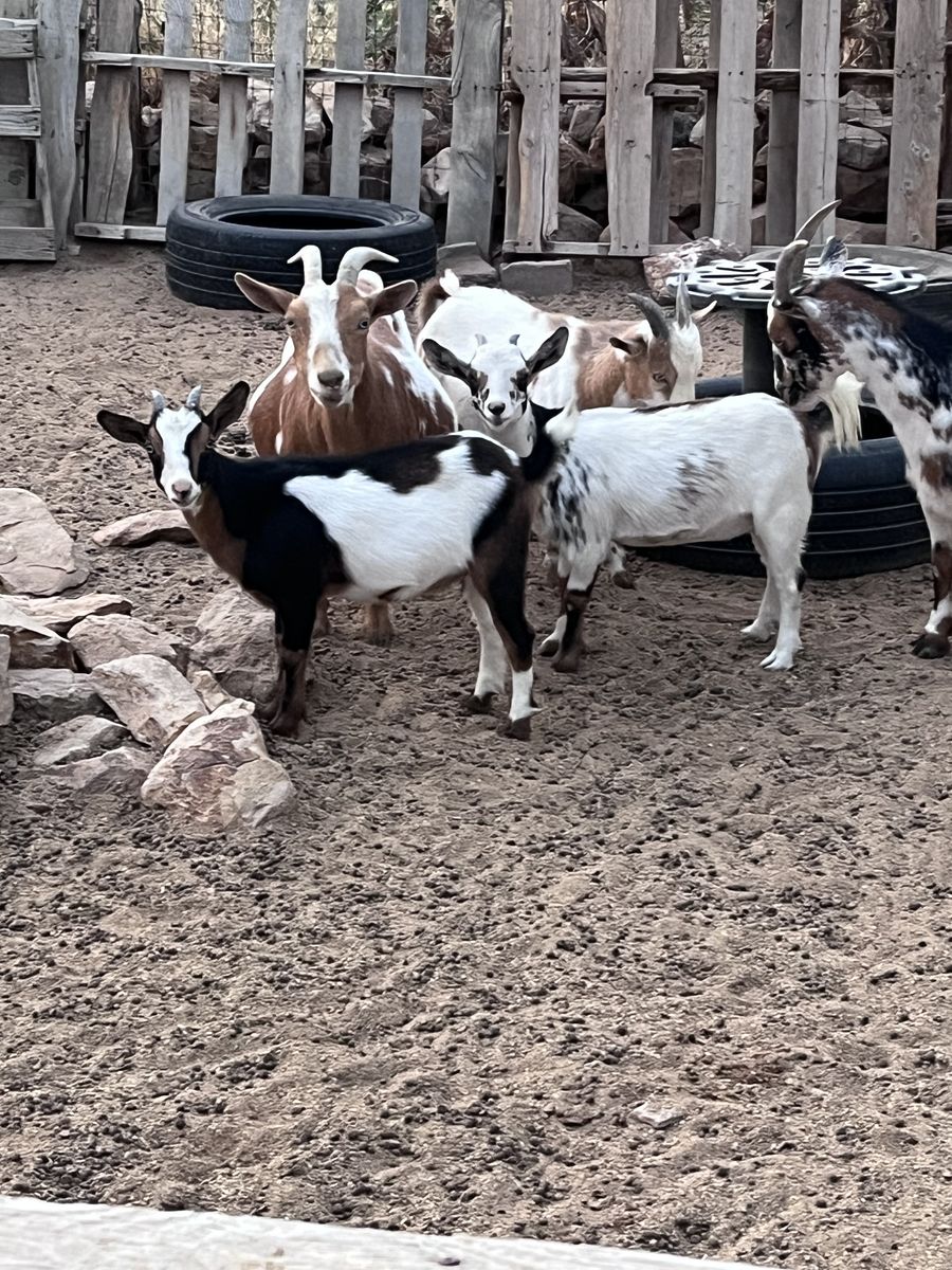 4 Month Nigerian Dwarf Goats