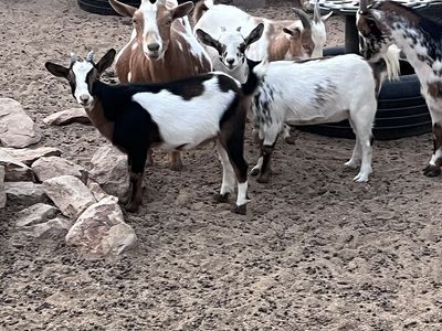 4 Month Nigerian Dwarf Goats
