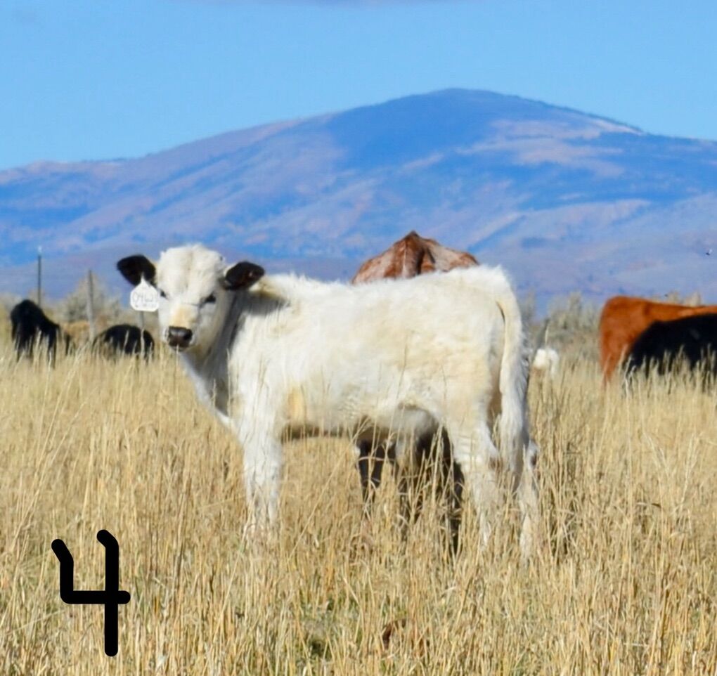 04625-Mini Highpark/Longhorn Cross -Bull