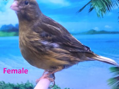 Fife Canaries For sale