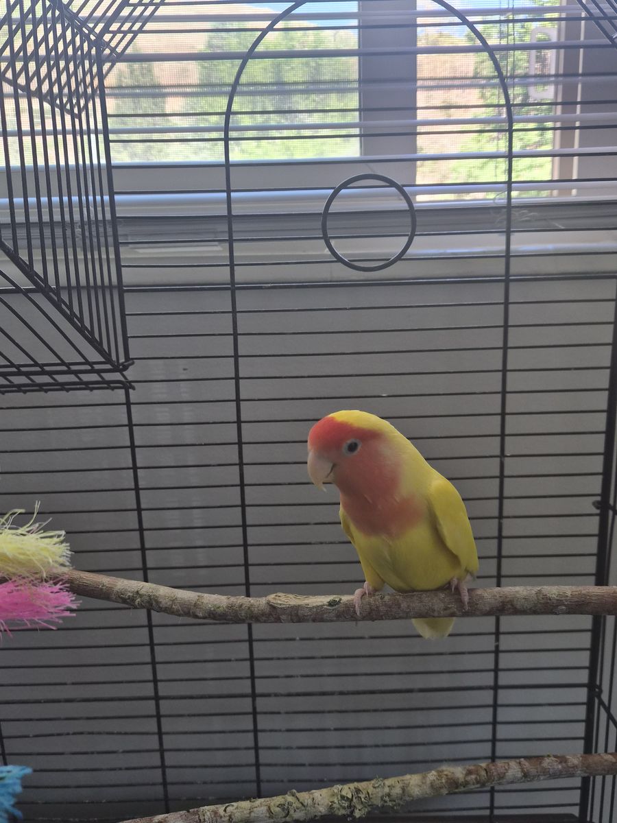 Peach faced love bird