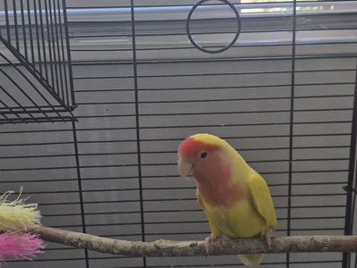 Peach faced love bird