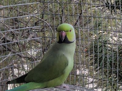 Indian Ringneck and parakeets