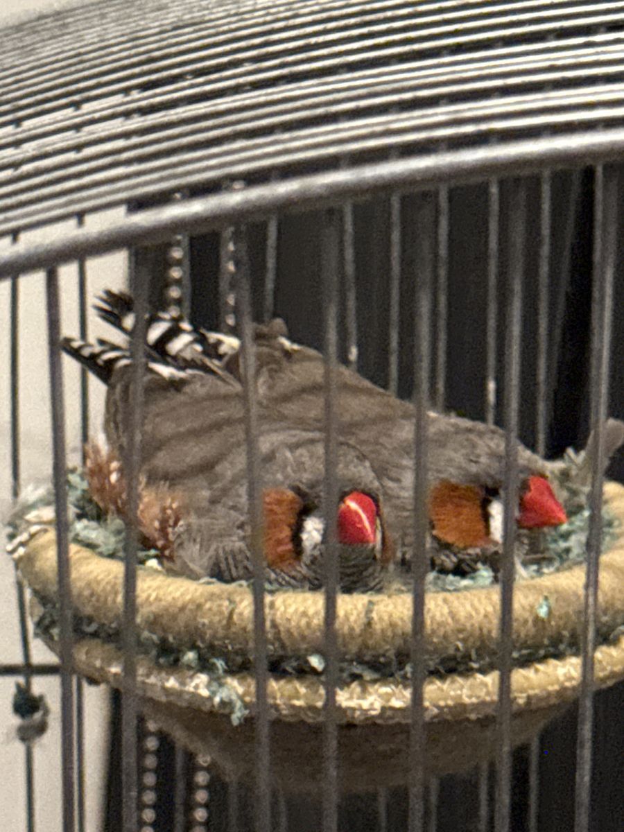 2 Male Brother English Zebra Finches - 3 Years Old