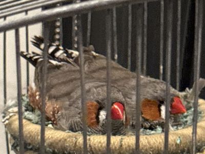 2 Male Brother English Zebra Finches - 3 Years Old