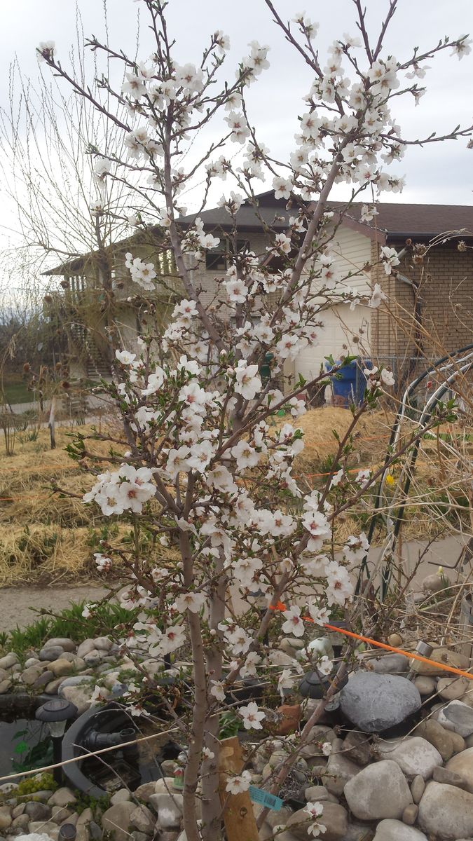 American Plum Hardy Delicious Pink plums