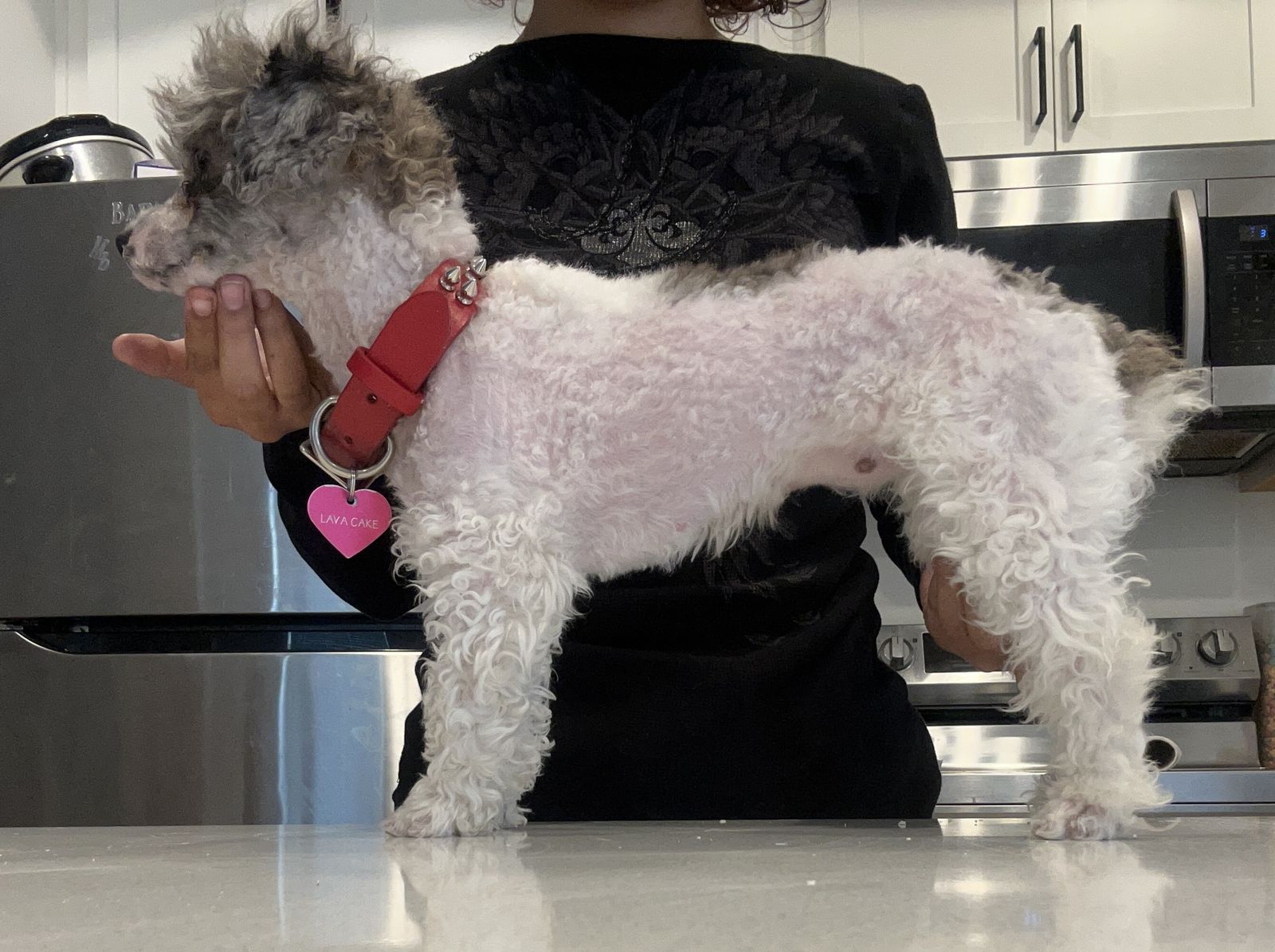 Low priced dog grooming