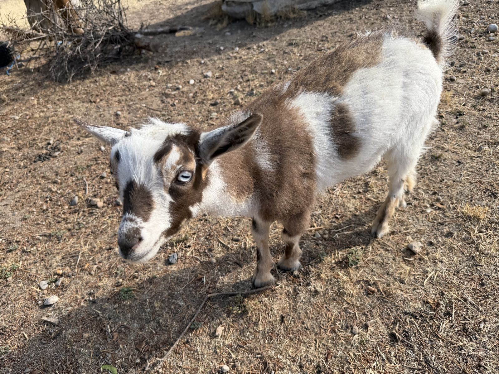 Nigerian Dwarf Goat Wethered- Great Pet or Farm Addition