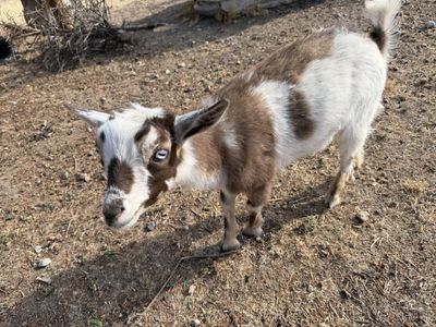 Nigerian Dwarf Goat Wethered- Great Pet or Farm Addition