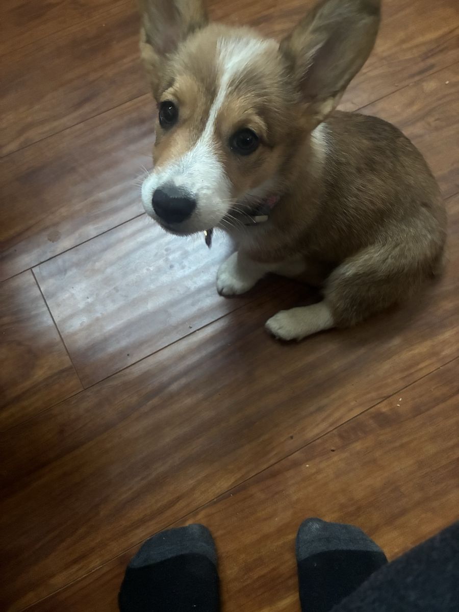 Puppy for sale