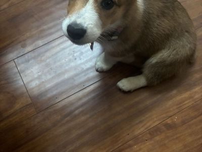Puppy for sale