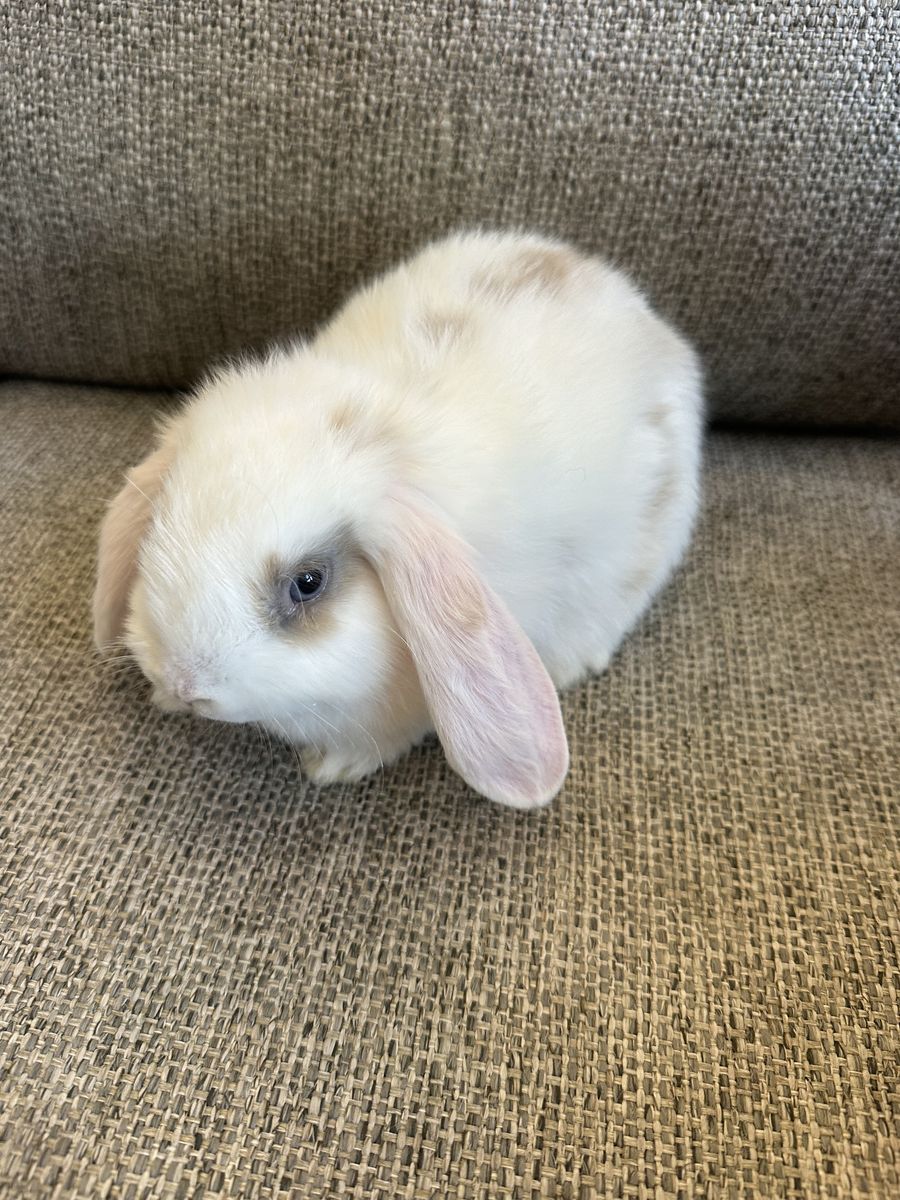 Holland Lop Bunnies