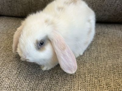 Holland Lop Bunnies
