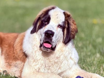 15 Months Old Saint Bernard