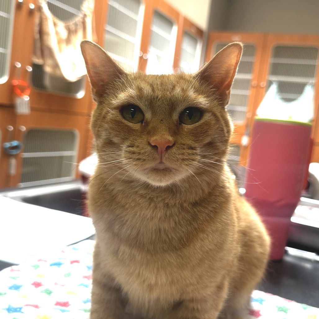 Hello my name is Clementine