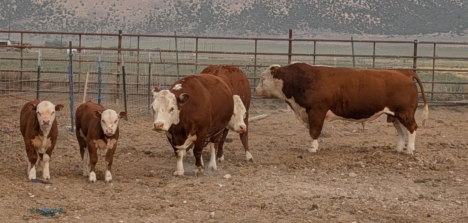 Miniature Hereford Cow/Calf pairs