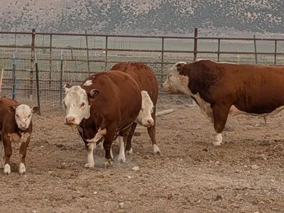 Miniature Hereford Cow/Calf pairs