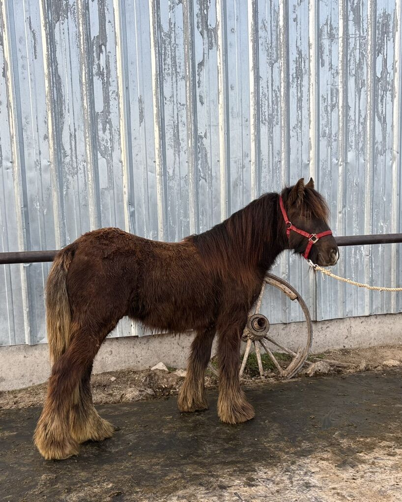 2yr Old Gypsy Gelding
