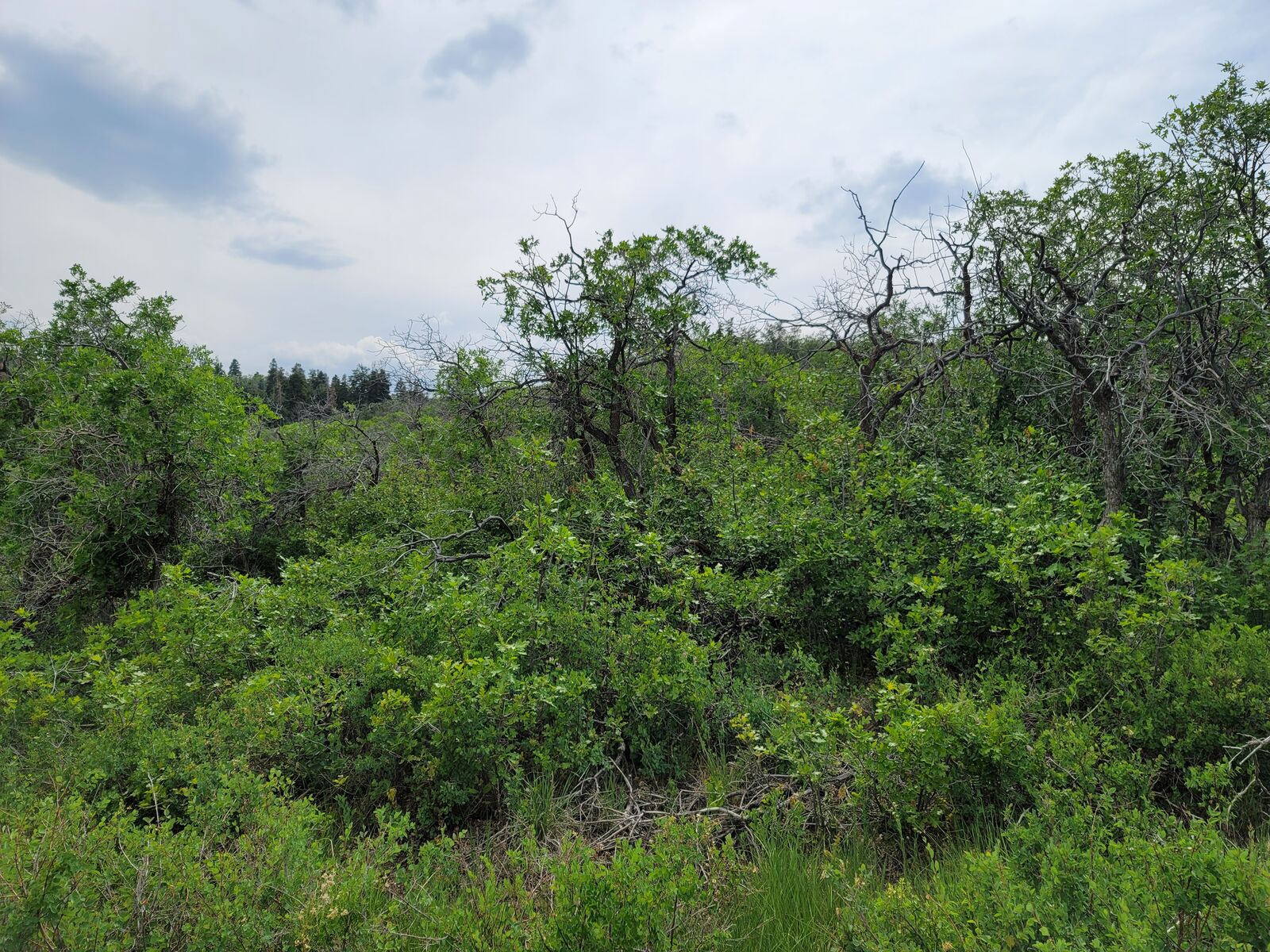 Escape to the Mountains! Ski FREE this year!!!