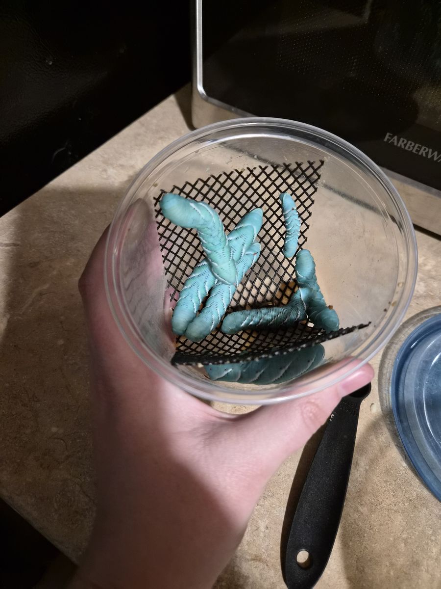 Hornworms