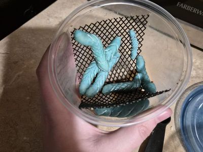Hornworms