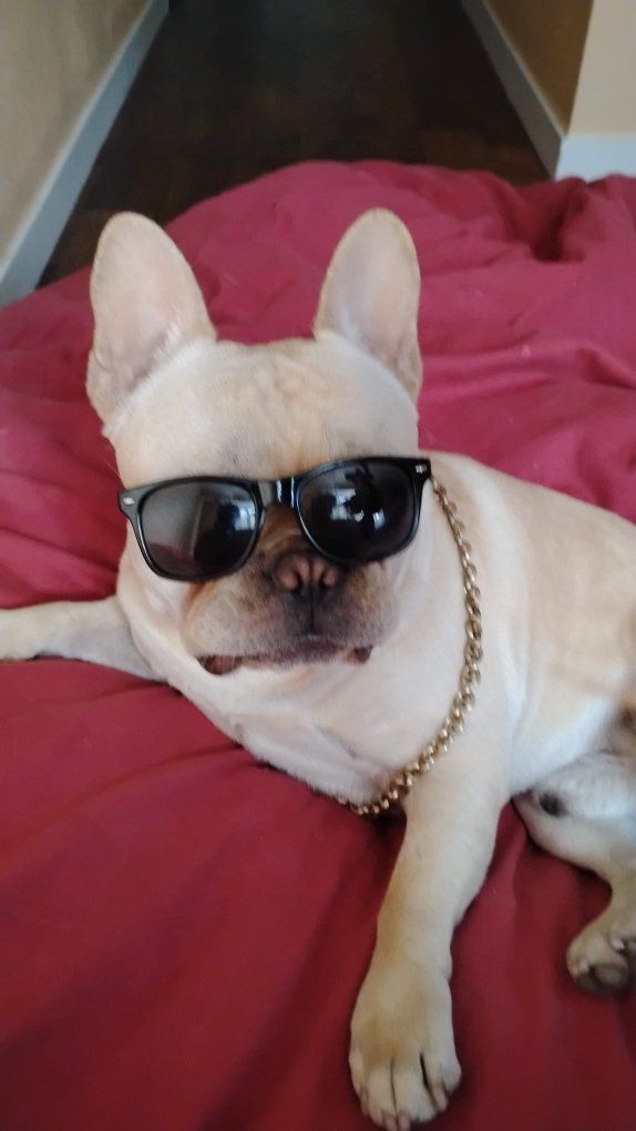 AKC French Bulldog Stud only
