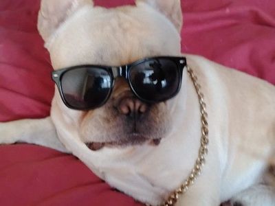 AKC French Bulldog Stud only