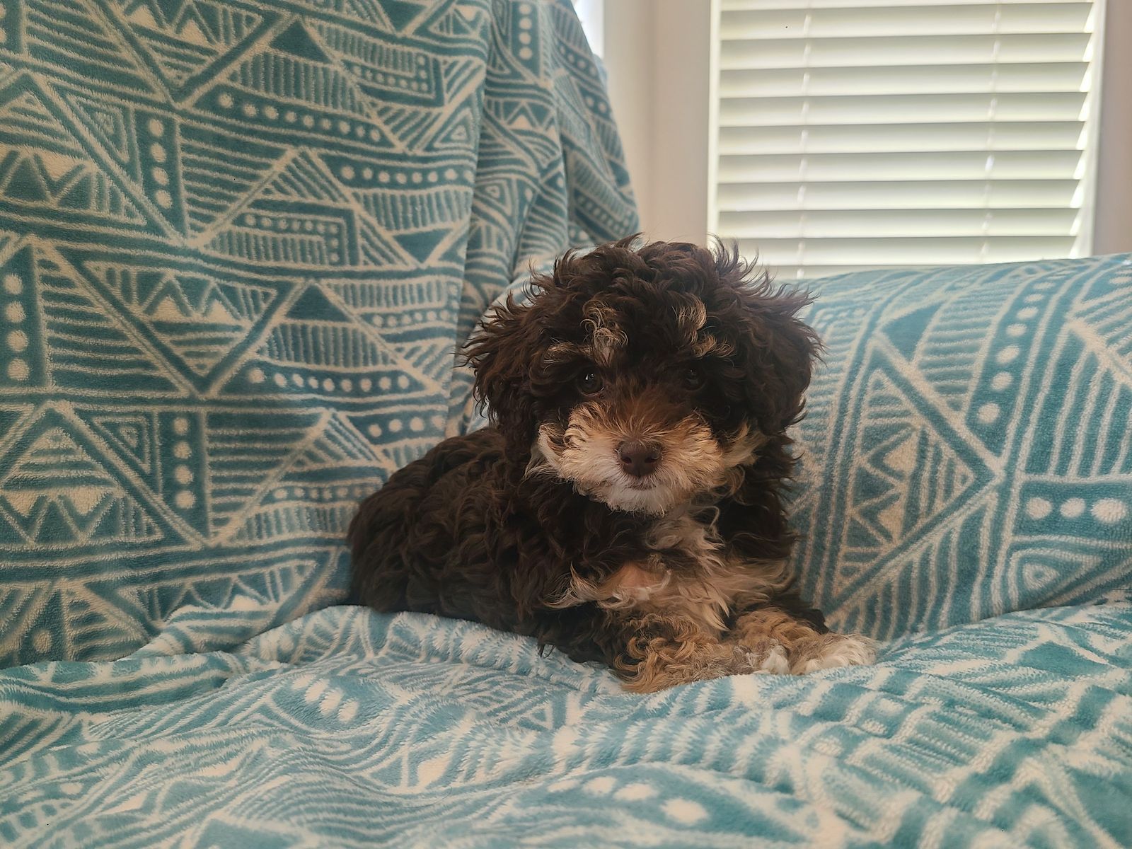 Female Yorkiepoo Puppy (Yorkie Poodle Mix)