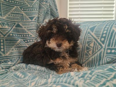 Female Yorkiepoo Puppy (Yorkie Poodle Mix)