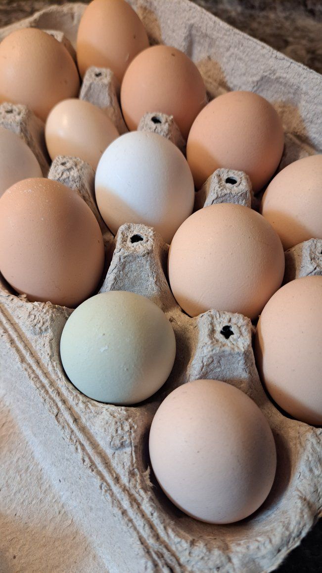 Eggs