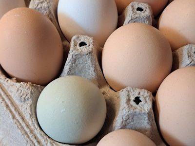 Eggs