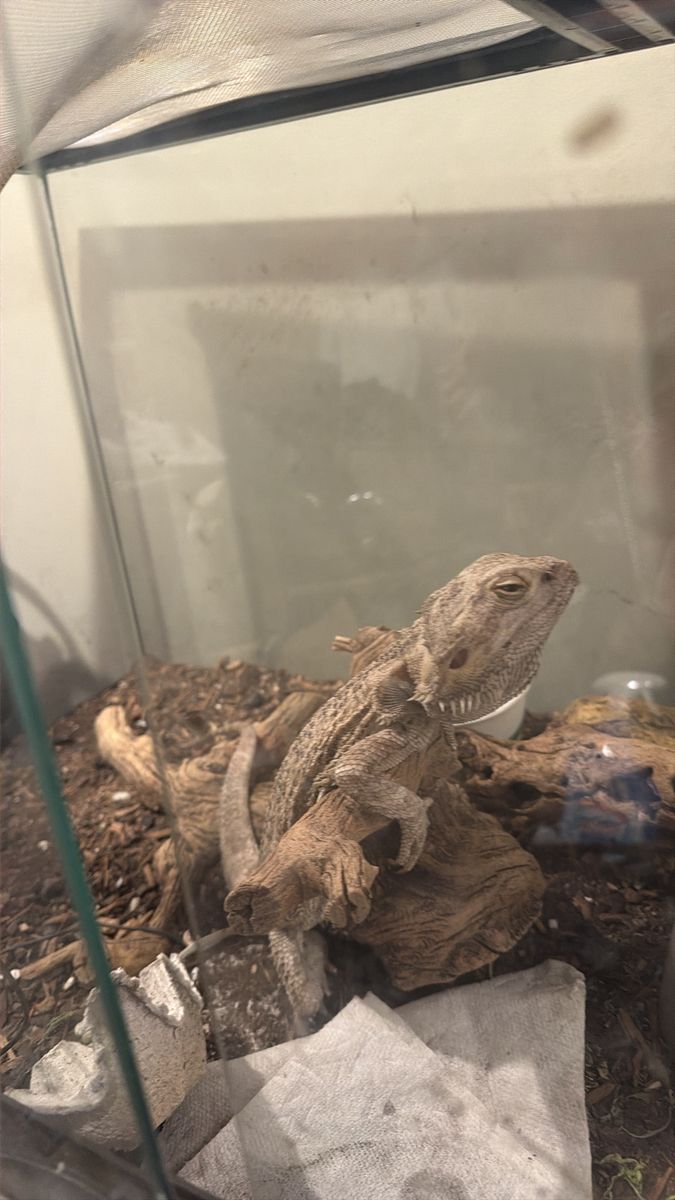 Male bearded dragon