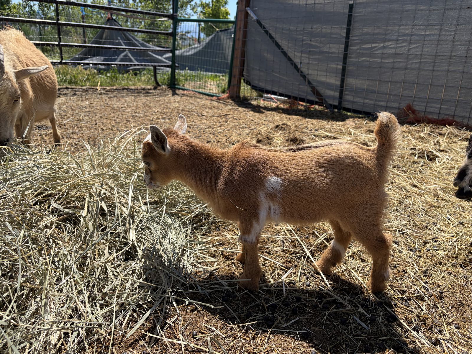 Micro mini Nigerian dwarf female goat